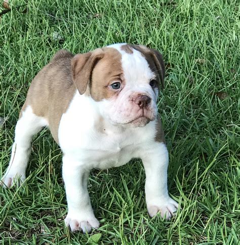 Olde English Bulldogge puppies for sale .